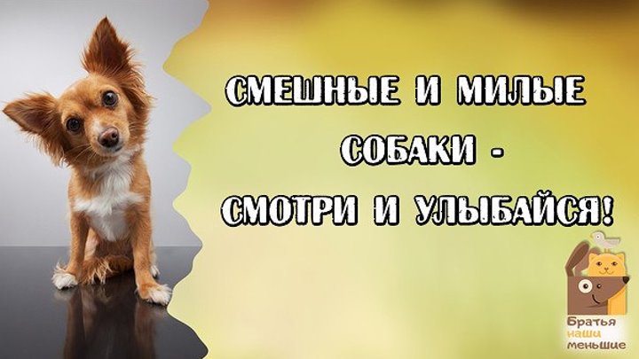 Смешные и милые собаки - Смотри и улыбайся!