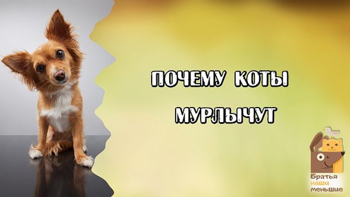 Почему коты мурлычут