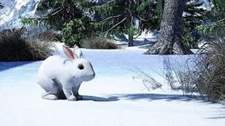 Как заяц зимой живёт?