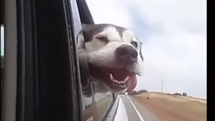 Собаки тоже любят кататься на машинах...)