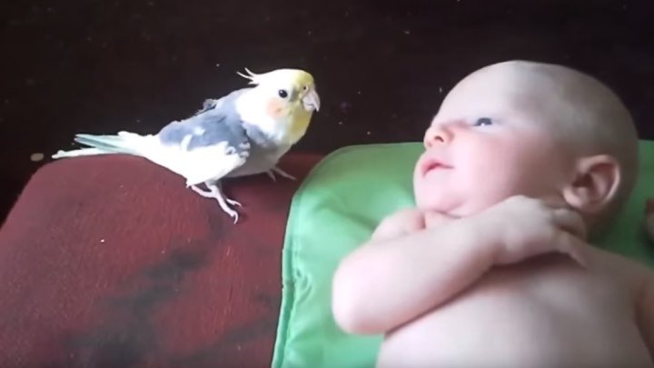 Просто Чудо!!! Попугай ПОЁТ для малыша!