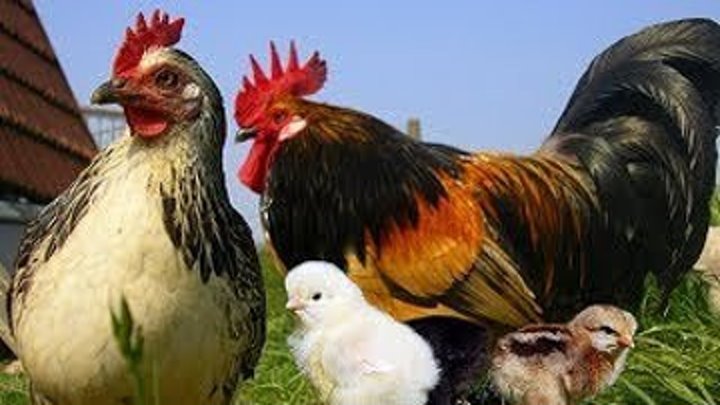 Детям про курицу, петуха и цыплёнка.