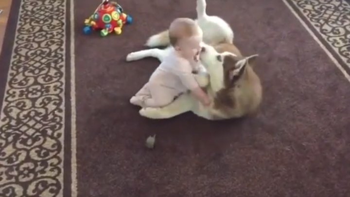 Хаски играет с ребенком.