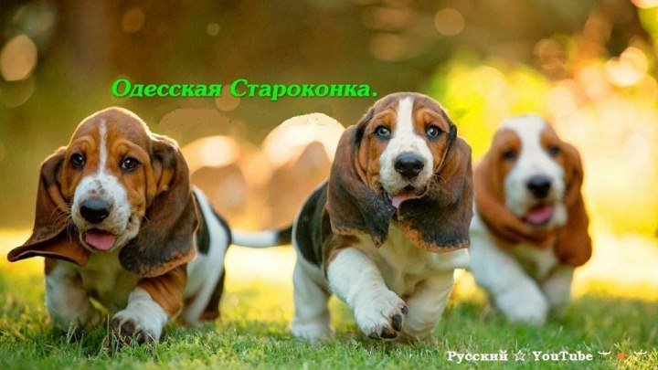Собачий рынок Одесса 🐶 Разные породы собак. Продажа собак и кошек. Топ 5 собак, птичий рынок наш ⋆ Русский ☆ YouTube ︸☀︸