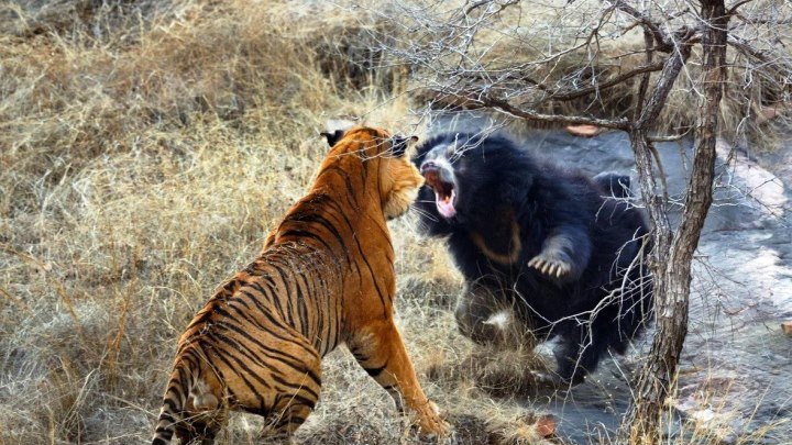 Большая кошка в деле.Тигр против медведя, крокодила, слона, кабана.