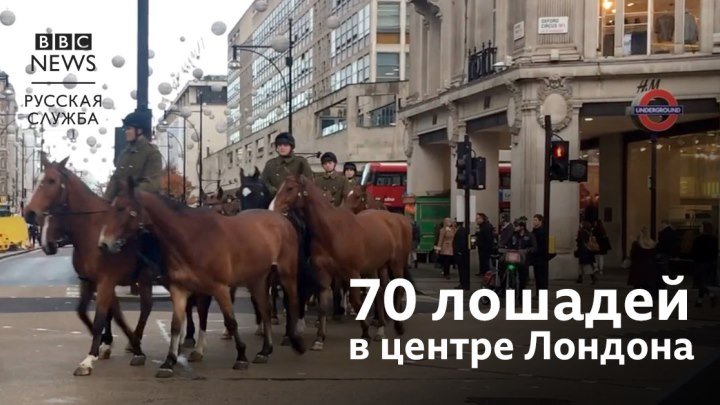 Королевские лошади в центре Лондона
