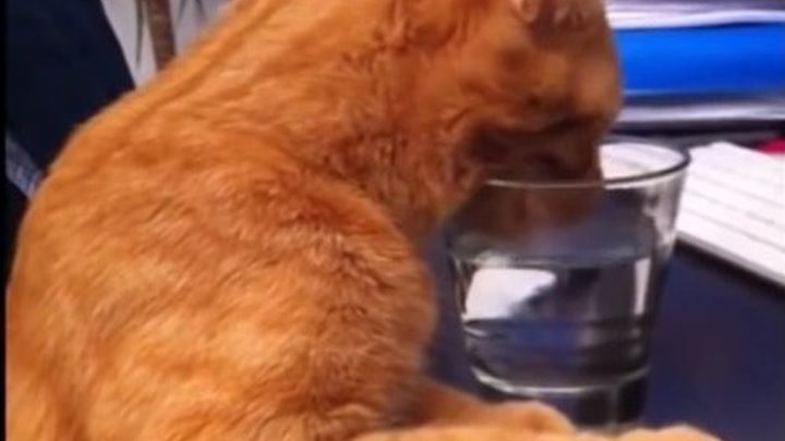 Кот пьет воду из стакана почти как человек