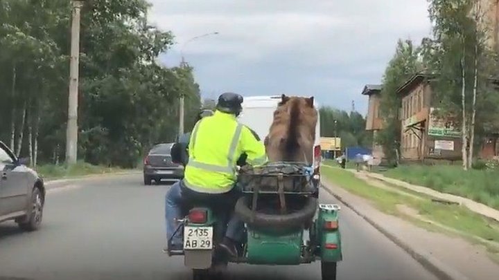 Медведь на мотоцикле собственной персоной..!