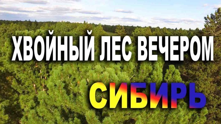 Смешанный лес с Кедрами в Томской Области Красоты Летней Сибири
