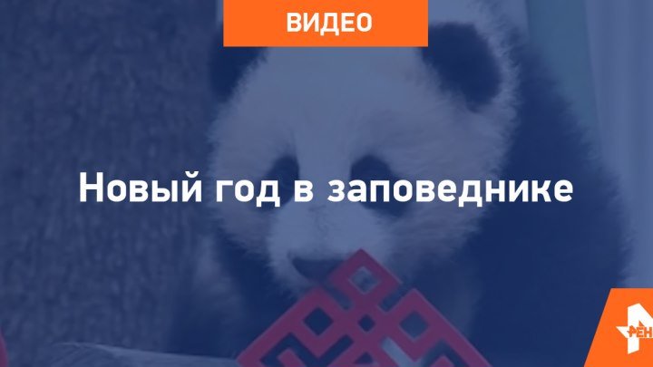 Утренник для панд