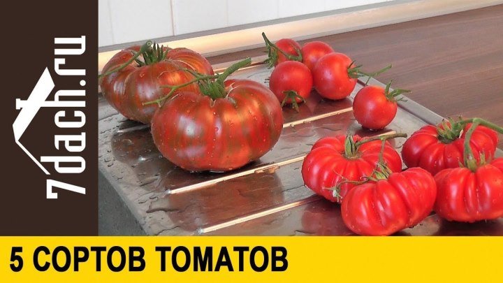 Сорта помидоров- 5 сортов средне- и крупноплодных томатов - 7 дач