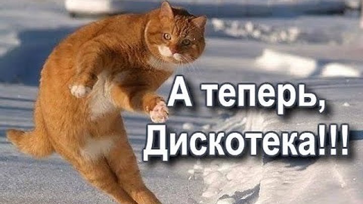 Коты танцуют и поют ))