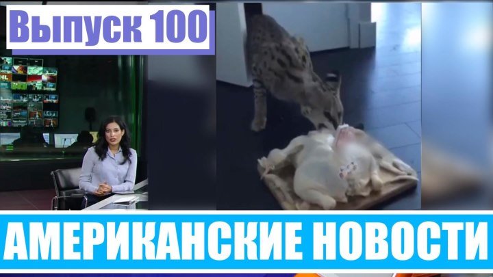 Hack News - Американские новости (Выпуск 100)