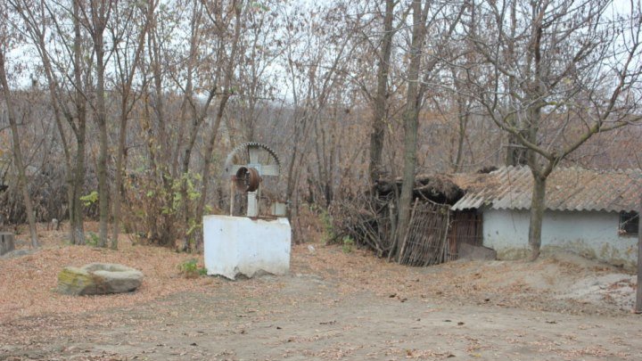 Putoare și câini flămânzi la stâna ilegală din Chersac