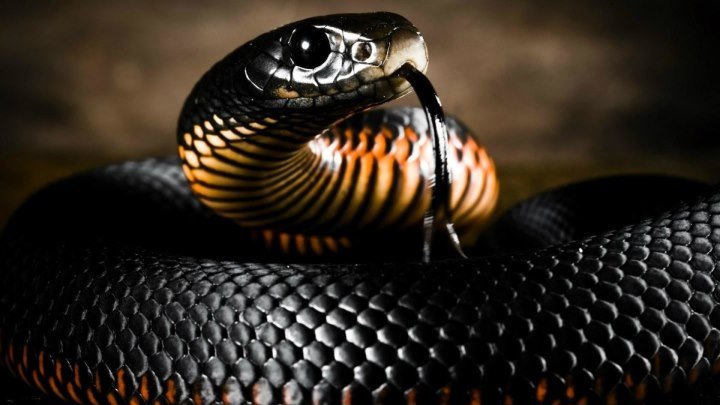 Самые опасные змеи в мире (2010) National Geographic: Самые опасные змеи в