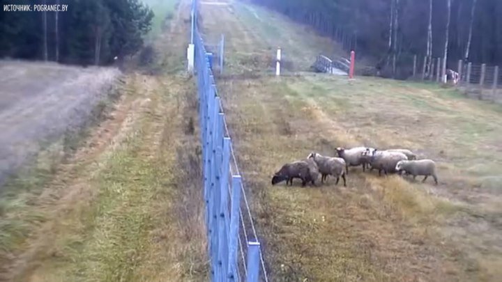 Камеры сняли побег восьми овец из Литвы в Белоруссию