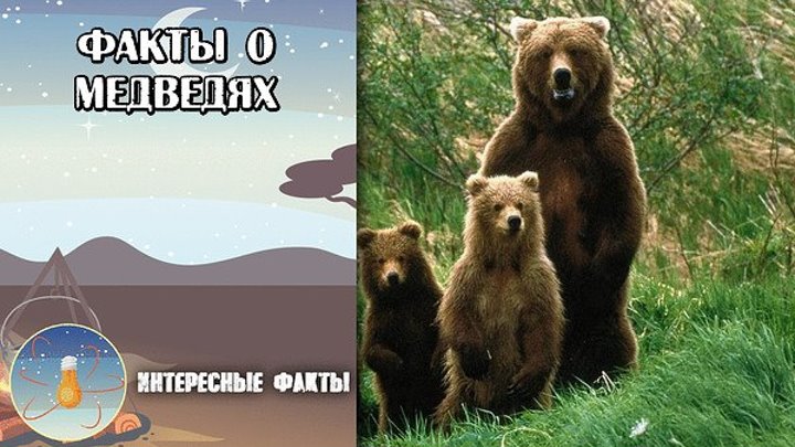Факты о медведях