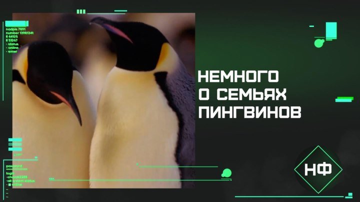 Факты про пингвинов