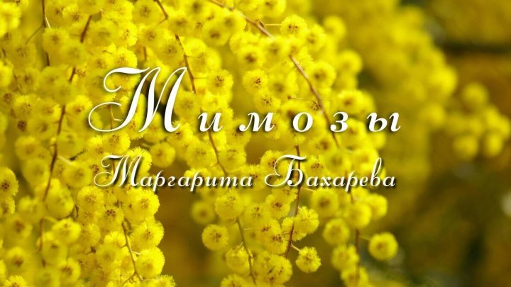"Мимозы" - Маргарита Бахарева