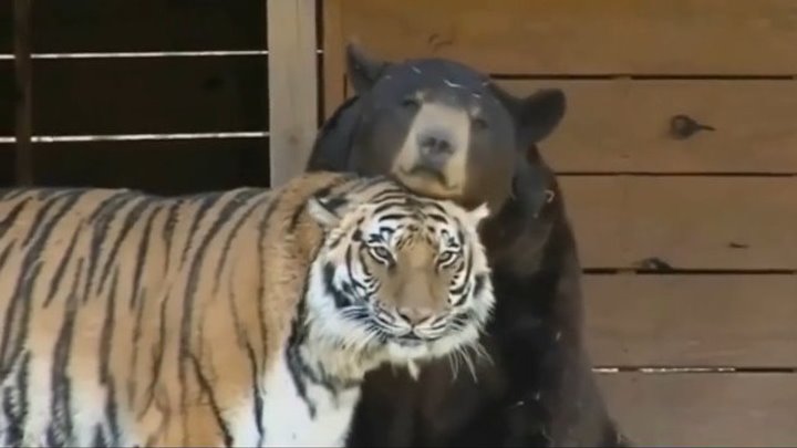 Поразительная история настоящей дружбы - Медведь, лев и тигр.