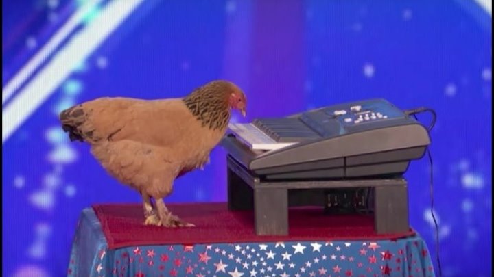 Сейчас вам курица сыграет на пианино