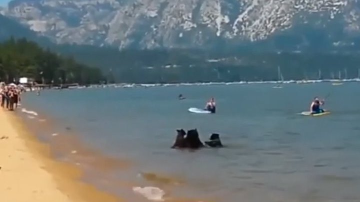 Вот это кадр. Медведи купаются на пляже с людьми!