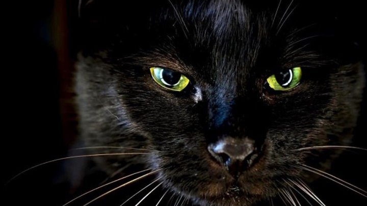 Глаз черного кота (1972)