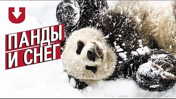 Панды, которые безумно любят снег (очень милое видео!)