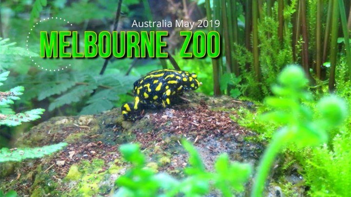 Зоопарк Мельбурна Парк Динозавров Австралия Май 2019