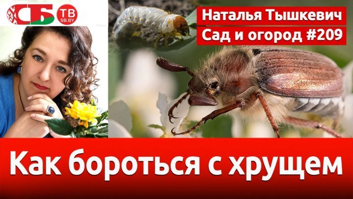 Майский жук: как бороться с хрущем и его личинками | видео 4K UHD