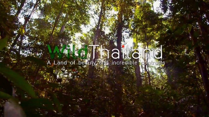 Дикая природа Таиланда