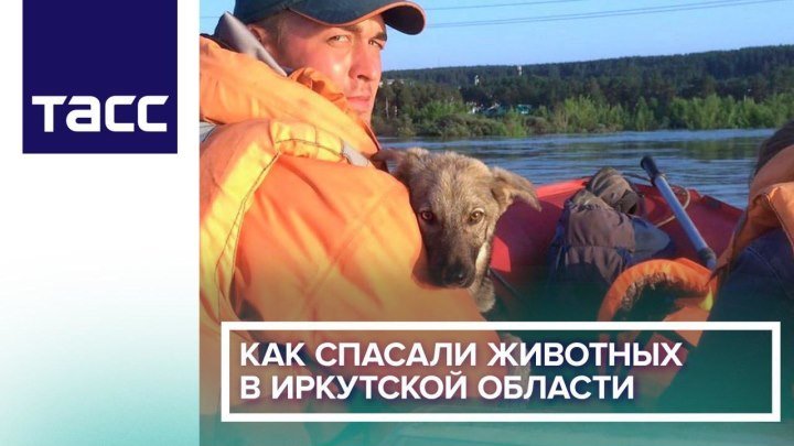 Как спасали животных в Иркутской области