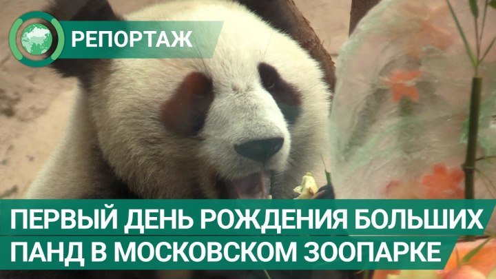 Первый день рождения больших панд в Московском зоопарке. ФАН-ТВ