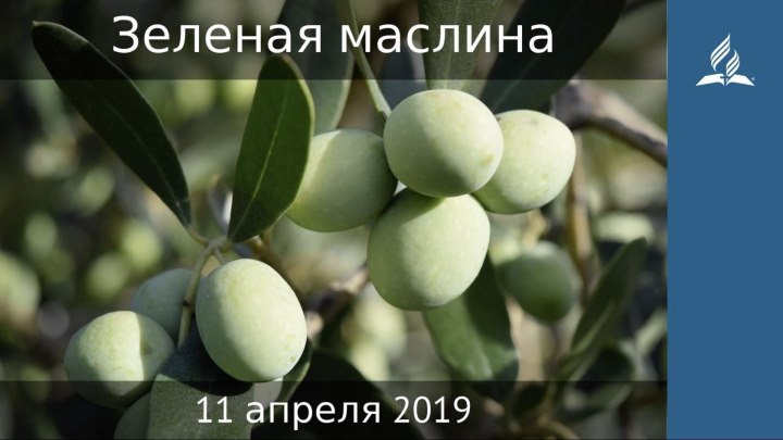 11 апреля 2019. Зеленая маслина. Дорога мудрости и вдохновения
