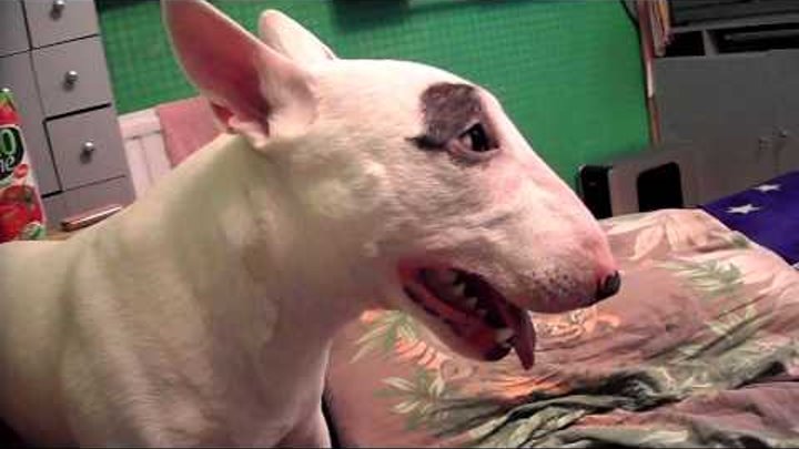 Смерть оператора (короткометражка) | Bull terrier kills