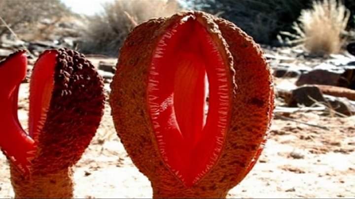 Las flores mas raras del mundo Las flores mas raras del mundo