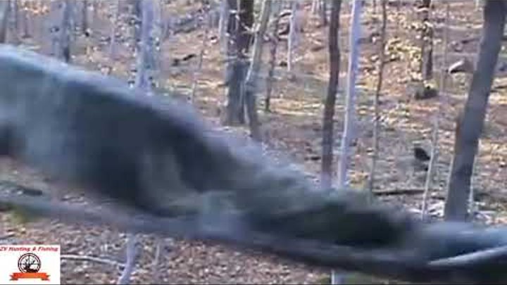 ОХОТА НА ОЛЕНЯ С АРБАЛЕТОМ один выстрел.Deer hunting with crossbow One shoot ОХОТА НА ОЛЕНЯ С АРБАЛЕТОМ один выстрел.Deer hunting with crossbow One shoot