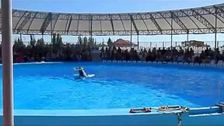 #Бердянск HDДельфинай Немо (дельфин и кольца) 8 видео #Бердянск HDДельфинай Немо (дельфин и кольца) 8 видео