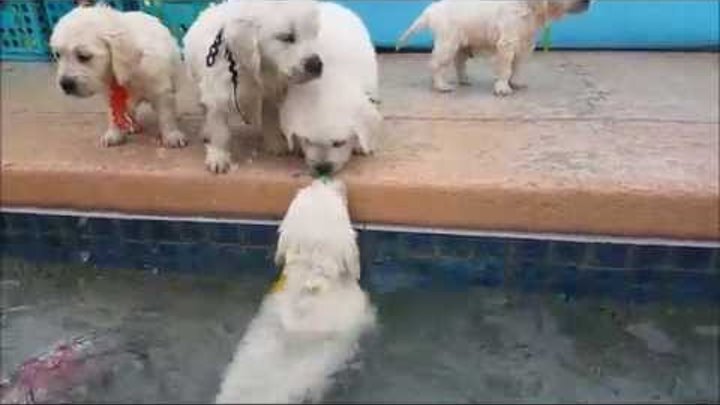 5 week old retriever puppies swim for first time
