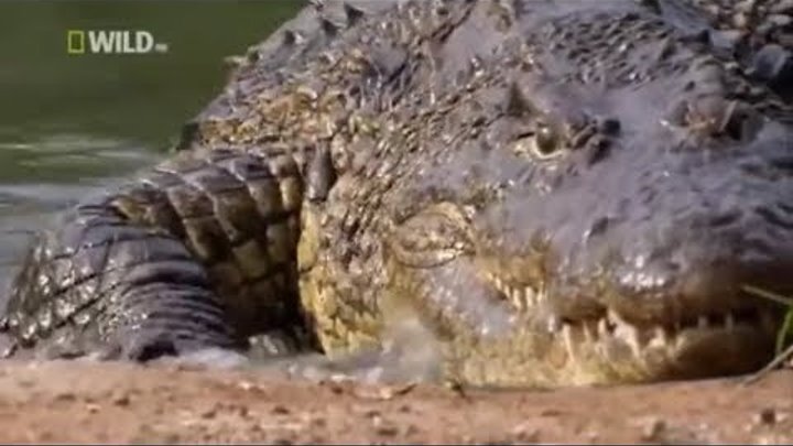 Документальные фильмы 2017 дикая природа Африка Крокодил убийца В мире животных Nat Geo Wild animal
