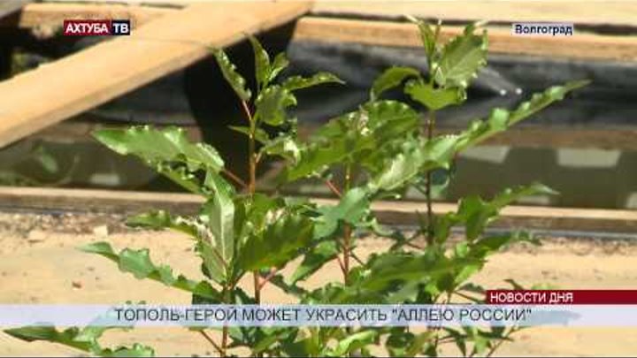 Клонированный тополь герой готовится ехать в Крым смотреть онлайн Клонированный тополь герой готовится ехать в Крым