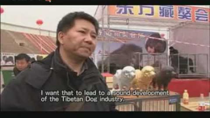 china how tibentan dog breeders (www.tmtv8.com)