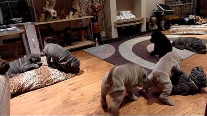 Shar Pei Puppies playing - HoneyPei-SharPei Shar Pei Puppies playing - HoneyPei-SharPei