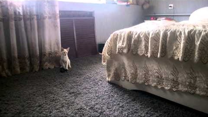 Сиамская кошка носит апорт