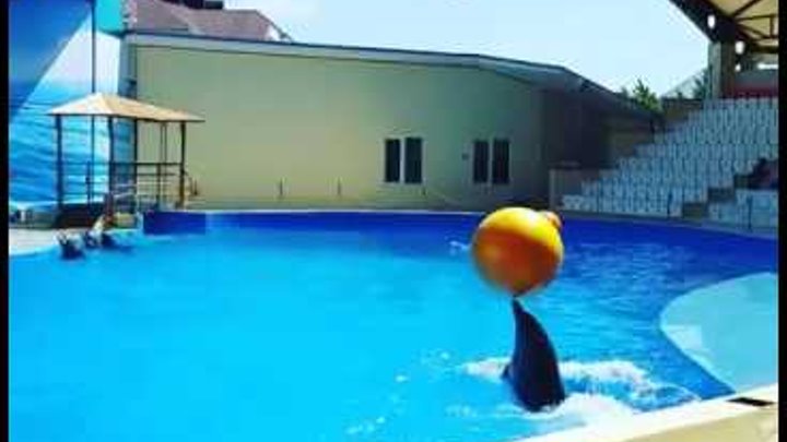 Анапа. Дельфинарий Немо. Май 2016 смотреть онлайн Анапа. Дельфинарий Немо. Май 2016