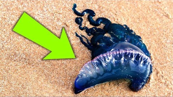 Se Vedi Uno di Questi Animali In Mare o in Spiaggia, Chiama Aiuto!