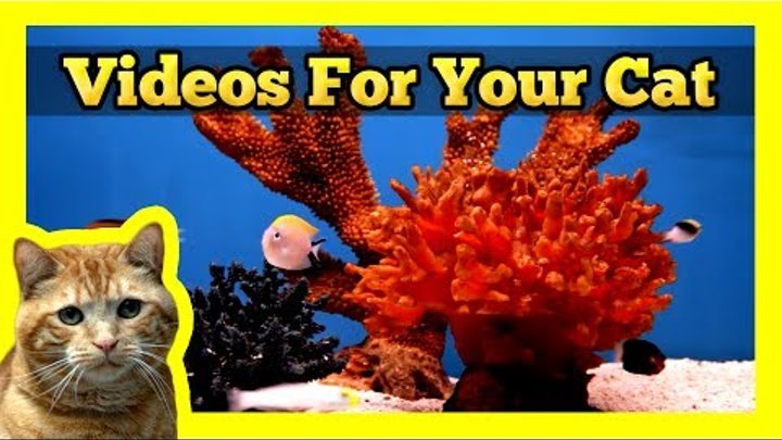 Videos for your Cat - Fish Tank (Trigger Fish, Yellow Wrasse, Domino Damsel)