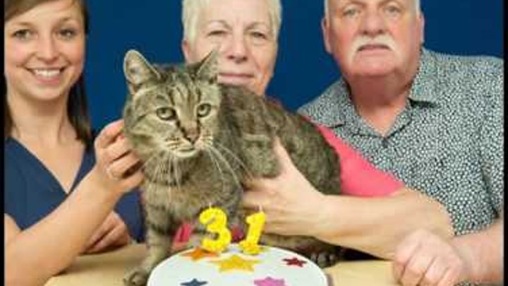 This 31-Year-Old Cat Is Probably The Oldest In The World, Yet Still Has Many Lives Left