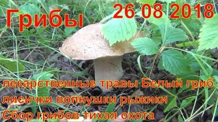 Грибы и лекарственные травы 26 08 2018 Белый гриб лисички волнушки рыжики Сбор грибов тихая охота