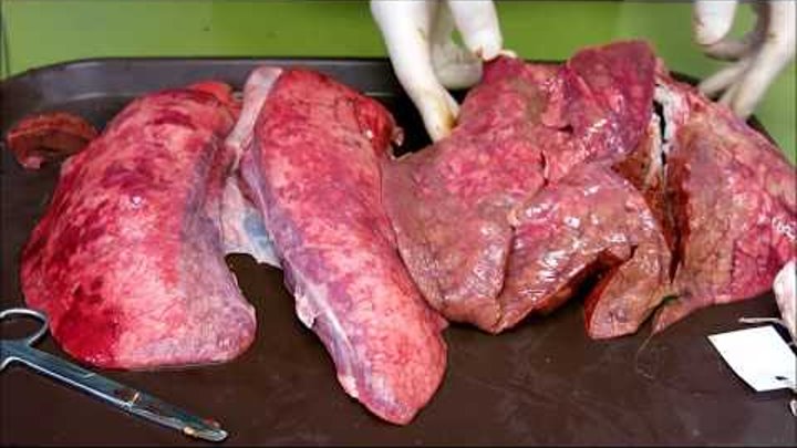 仁濟醫院董之英紀念中學--燒煙燒肺燒溪錢 豬肺吸煙 Stop Smoking! - Smoking Pig Lung 仁濟醫院董之英紀念中學--燒煙燒肺燒溪錢 豬肺吸煙 Stop Smoking! - Smoking Pig Lung